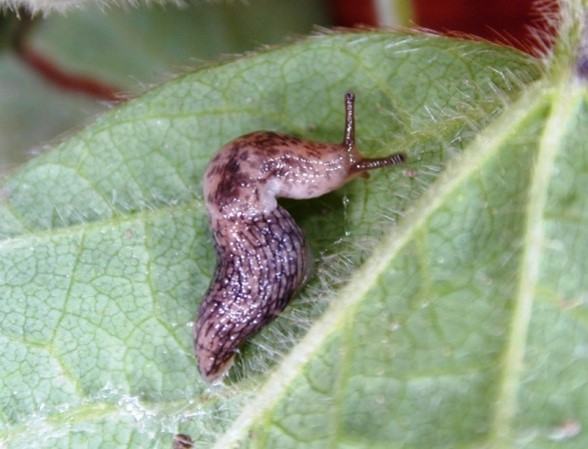 Image 3. Slug on soybean leaf. (Source: GROWMARK) Image 3. Slug on soybean leaf. (Source: GROWMARK)